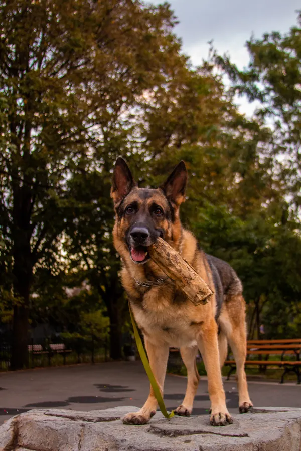 German shepherd standing on a rock in a park